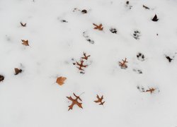 Печаль і мудрість вічної природи
