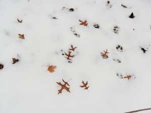 Печаль і мудрість вічної природи