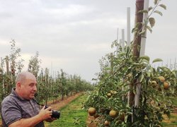 Щедро плодоносять дворічні яблуні сорту Ред Джонапринц в господарстві Яна Кшевінського