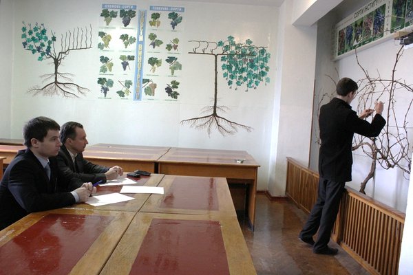Робота журі під час конкурсу з обрізування винограду