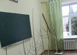 Однорічні саджанці різних конструкцій