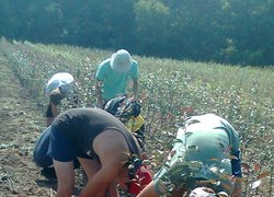 На практиці з окулірування студенти 21-п, 22-п і 21-зр груп (ННВВ Уманського НУС)