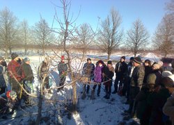 Загальні вимоги щодо обрізування дерев яблуні з кроною "струнке веретено" на прикладі сорту Джонаголд озвучує доцент Петро Головатий