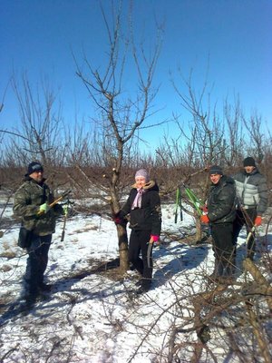 Навчальна практика 31-ЗР групи  з обрізування дерев у ННВВ Уманського НУС