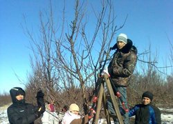 Навчальна практика 31-ЗР групи  з обрізування дерев у ННВВ Уманського НУС