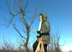 Дерева абрикоси цього року потребують відновлюючого обрізування