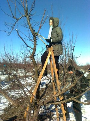 Дерева абрикоси цього року потребують відновлюючого обрізування