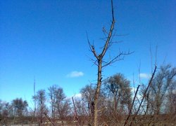 …і після обрізування (те ж саме дерево абрикоси)