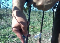 Практичне заняття в плодовому розсаднику