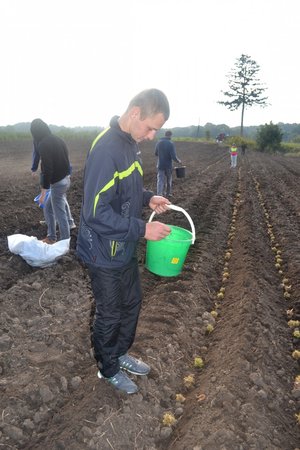 Студенти першого курсу факультету лісового та садово-паркового господарства заклали плантацію з ведмежого горіха