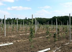 Огляд дослідів із садівничої тематики «День саду УНУС»
