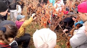 Особливостям попереднього обрізування винограду навчає доцент Віталій Манзій