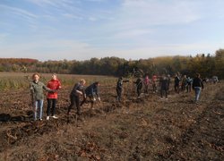 Вибирання саджанців за викопувальним агрегатом в садах УНУС