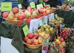 Участь Уманського НУС у святкуванні Дня міста