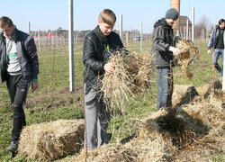 В Уманському НУС закладено яблуневий навчально-дослідний сад