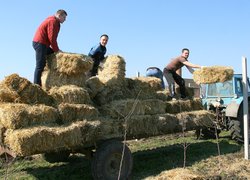В Уманському НУС закладено яблуневий навчально-дослідний сад