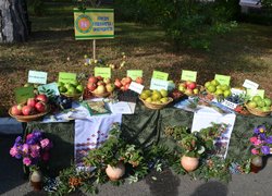 Віват, Університет!