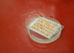 Створення сучасного освітнього середовища в аспекті викладання біології та хімії в Новій українській школі розглядали в Уманському НУС