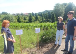 День поля в Уманському НУС