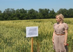 День поля в Уманському НУС