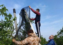 Розгортання градозахисної сітки в яблуневому саду голландського типу Уманського НУС