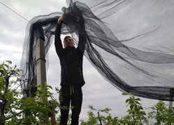 Deployment of hail protection net in the Dutch-type apple orchard