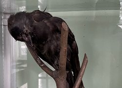 Таємниця експонатів Уманського НУС