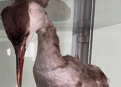 Таємниця експонатів Уманського НУС