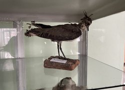 Таємниця експонатів Уманського НУС