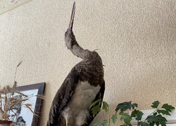 Таємниця експонатів Уманського НУС