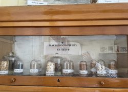 Вікова колекція овочів, що живе в Уманському НУС