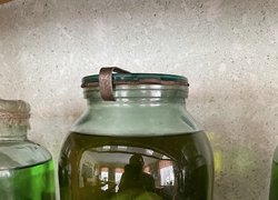 Вікова колекція овочів, що живе в Уманському НУС