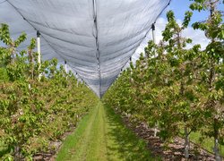 Industrial practice in the course "Innovative technologies in horticulture". Norway-Ukraine Project