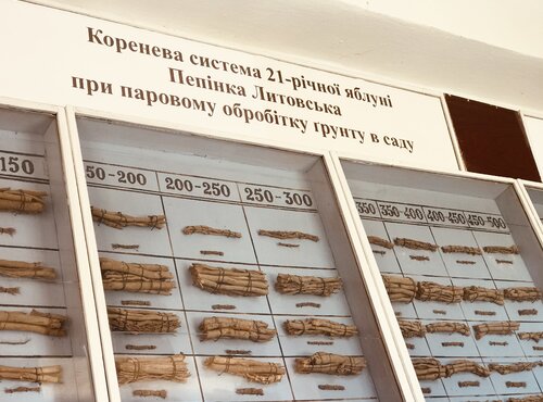 Експозиція коріння Уманського НУС