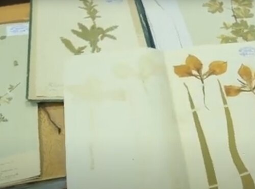 Науковий гербарій Уманського національного університету садівництва