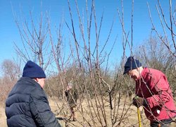 Весняна обрізка стартувала в Уманському НУС