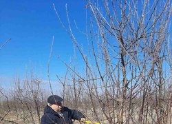Весняна обрізка стартувала в Уманському НУС