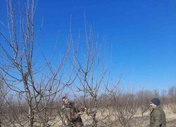 Весняна обрізка стартувала в Уманському НУС