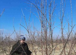 Весняна обрізка стартувала в Уманському НУС