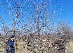 Весняна обрізка стартувала в Уманському НУС