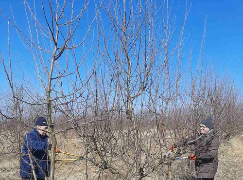 Весняна обрізка стартувала в Уманському НУС