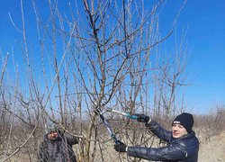 Весняна обрізка стартувала в Уманському НУС