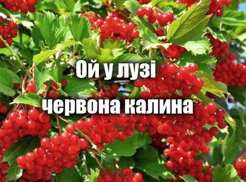 Ой у лузі червона калина...
