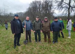 Дуби Шевченка єднають Україну