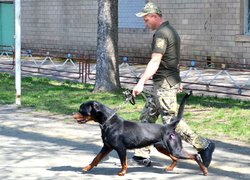 Колектив Уманського НУС познайомився з роботою поліцейських кінологів та їхніх вихованців 