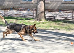 Колектив Уманського НУС познайомився з роботою поліцейських кінологів та їхніх вихованців 