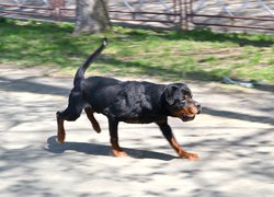 Колектив Уманського НУС познайомився з роботою поліцейських кінологів та їхніх вихованців 