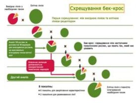 Перспективи і основні напрями розвитку селекції