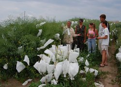 Професор Парій Ф. М. за селекційною роботою на дослідному полі ННВВ