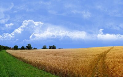 Agronomy